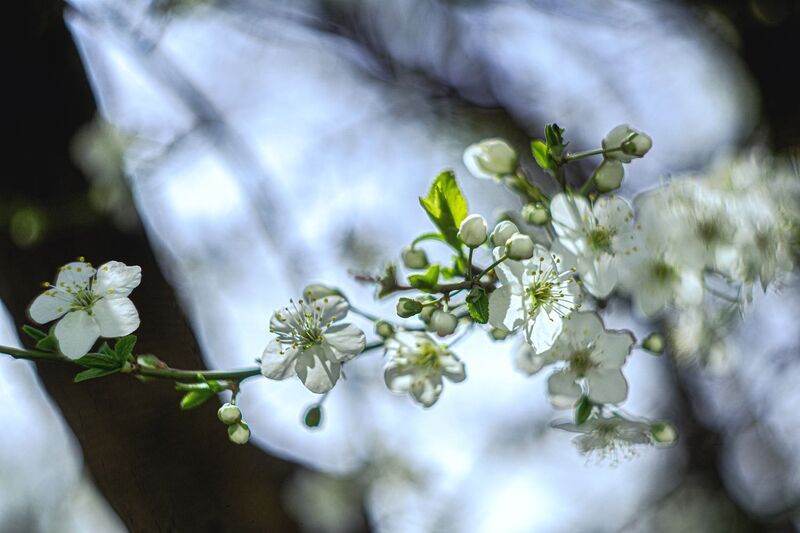Весеннее настроение.photo preview