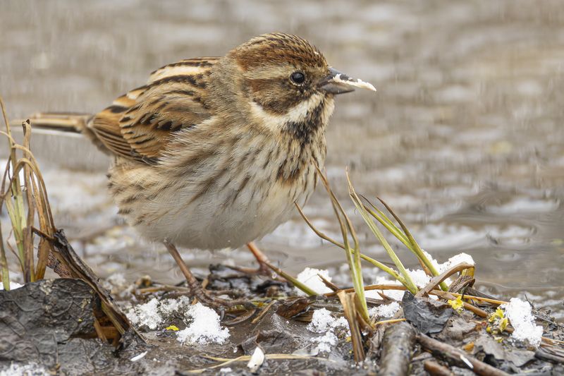 тростниковая овсянка, камышовая овсянка, овсянка Тростниковая овсянкаphoto preview