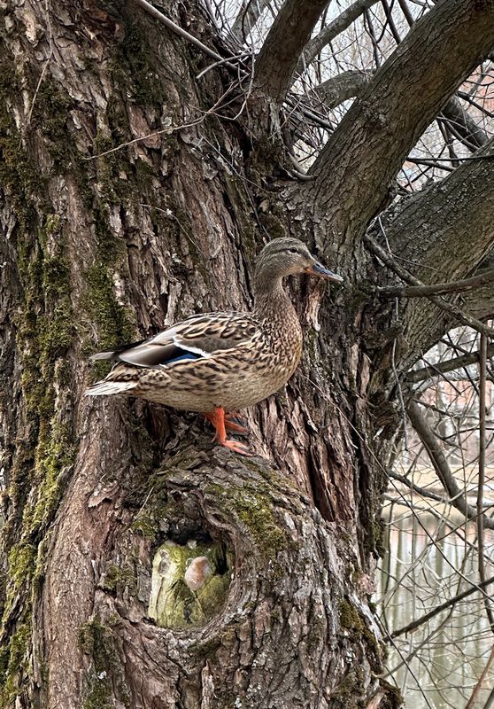 Древесная уткаphoto preview