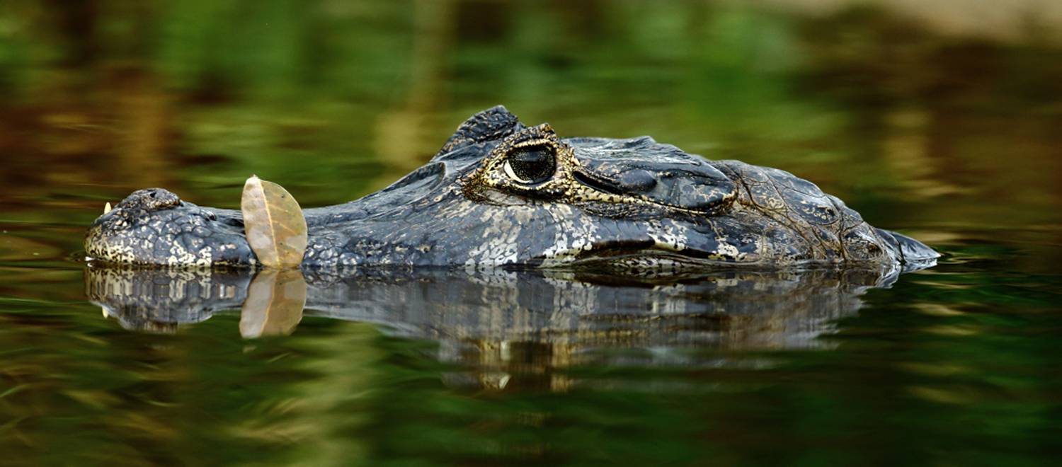 , Гудков Андрей