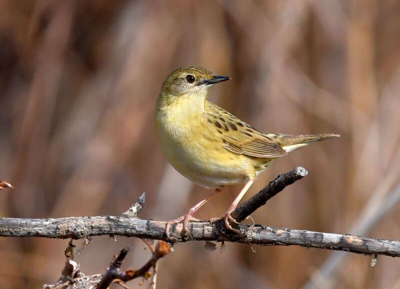 Сверчокphoto preview