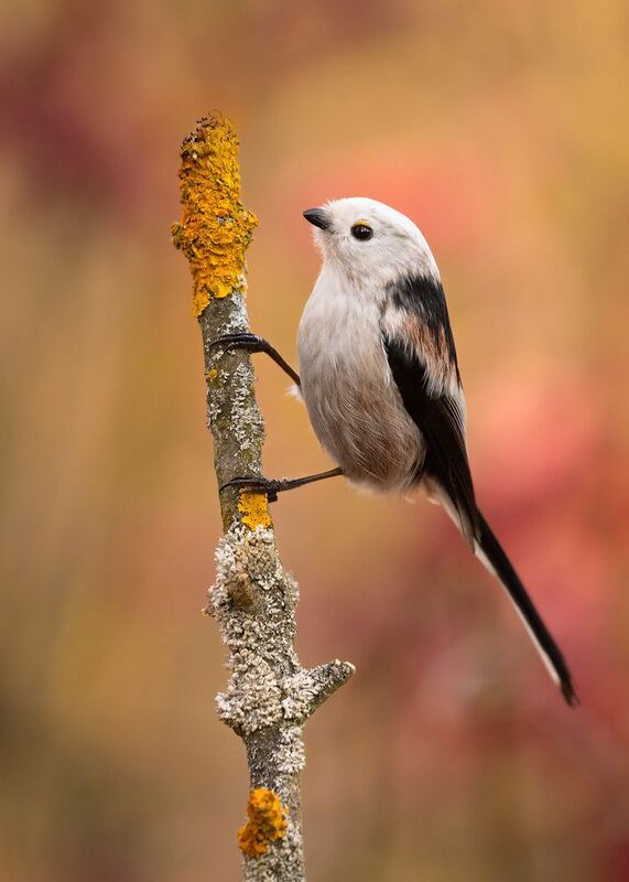 Long-tailed Tiphoto preview