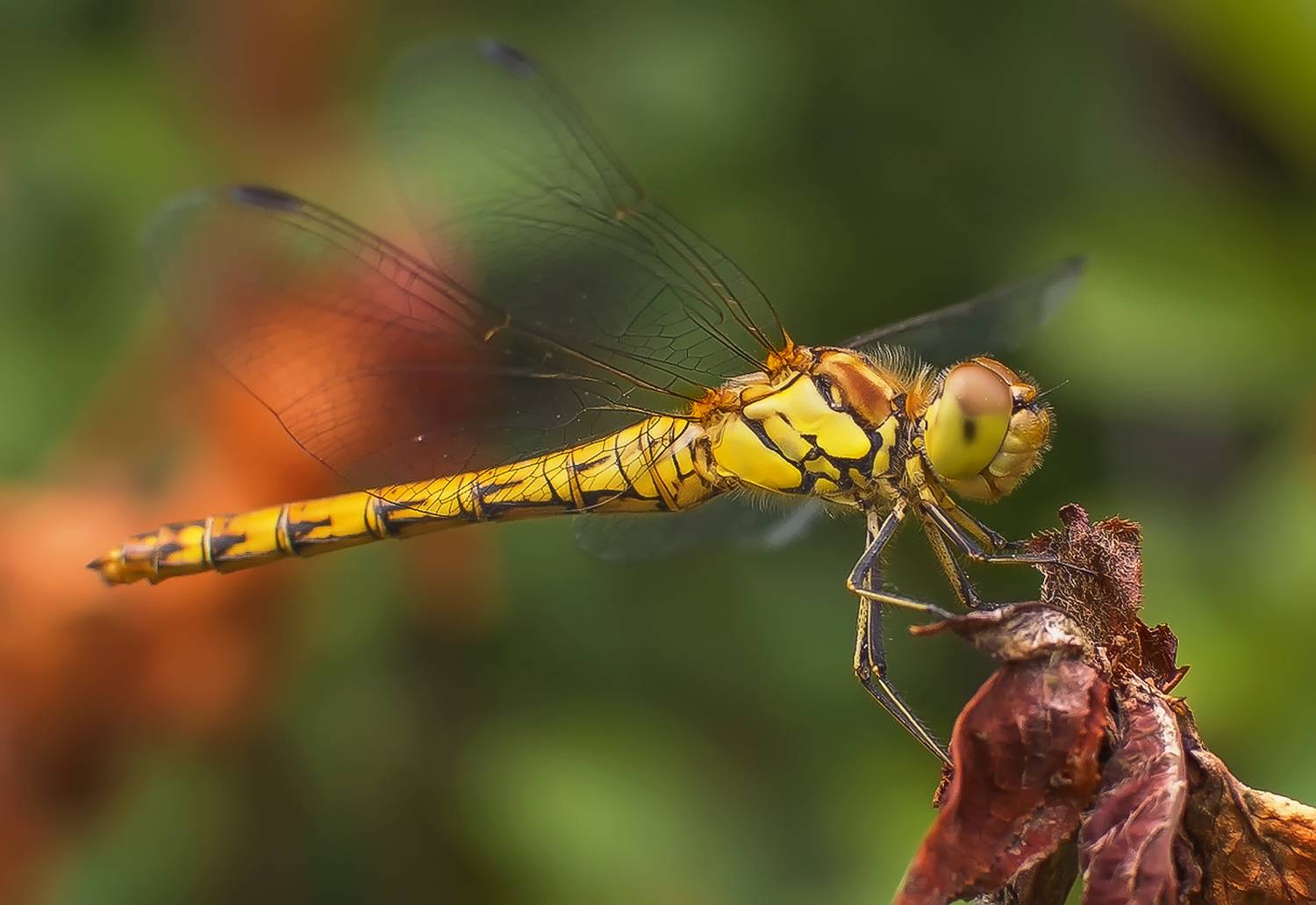 , Лысенко Сергей
