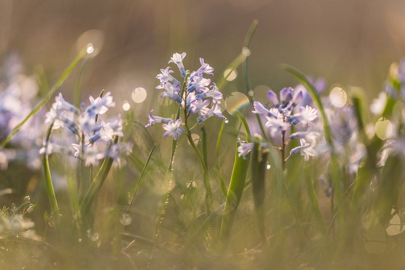 Гиацинтовое утроphoto preview