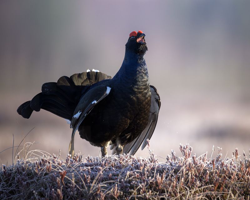 тетерев, ток, токование, птицы, болото, бердинг, бердвотчинг, фотоохота, природа, birdwatching, birding, Black grouse, Courtship display Токование тетеревовphoto preview