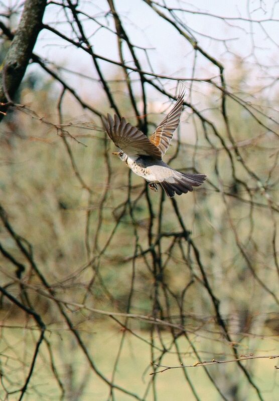 птица, весна, фотограф, Дмитрий Гусалов, фотограф в Минске, уличный фотограф Навстречу веснеphoto preview