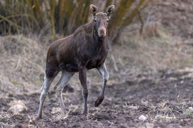 Шаг навстречу.photo preview