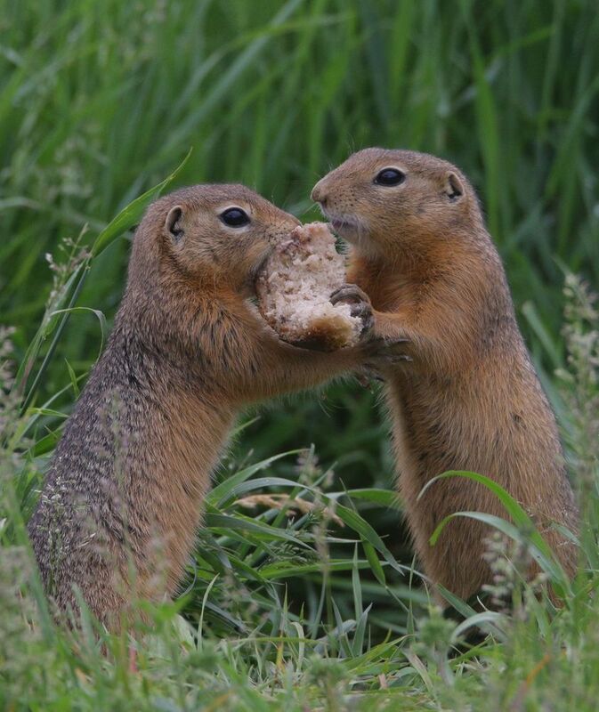 Битва за хлебphoto preview