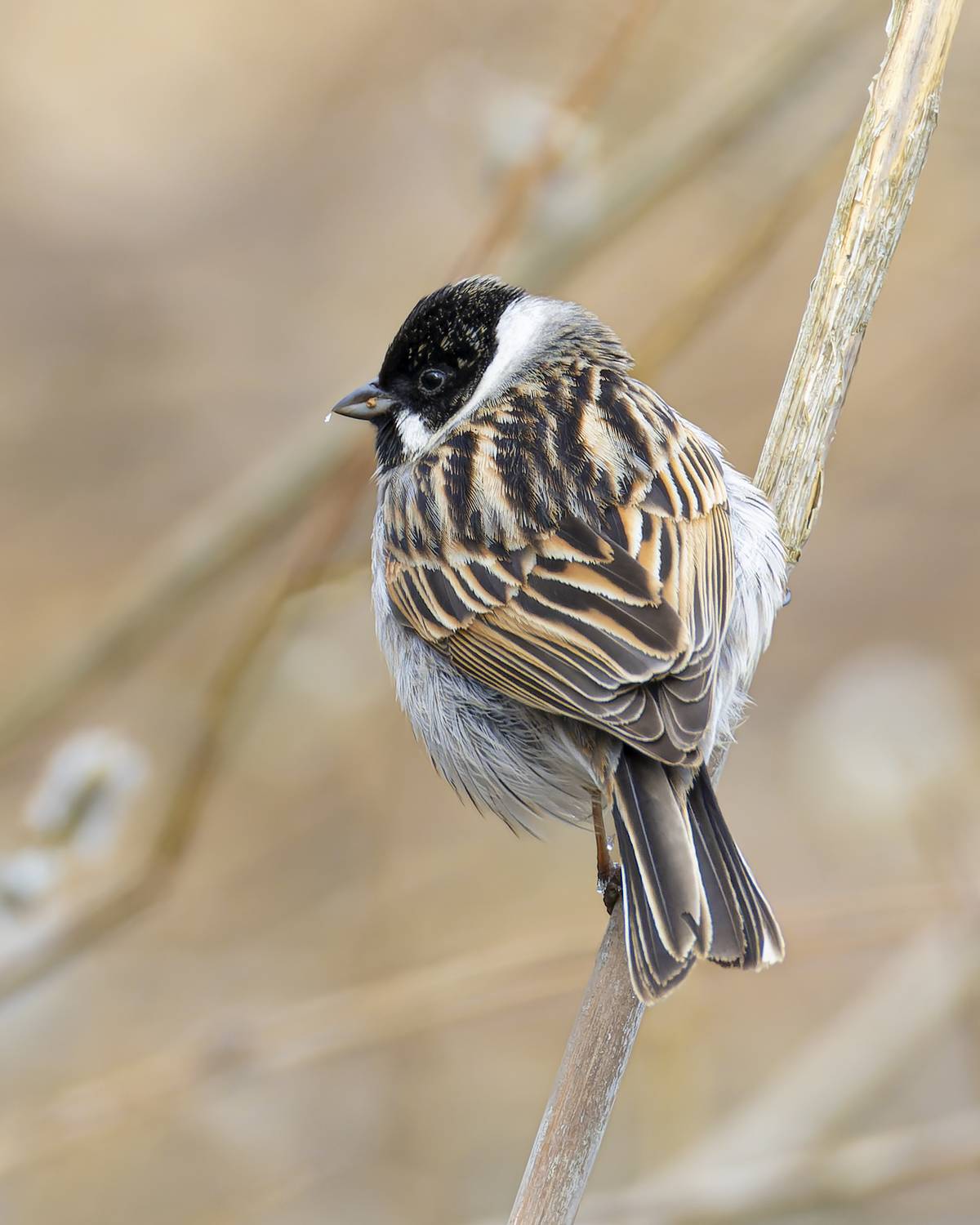 тростниковая овсянка, камышовая овсянка, овсянка, Руслан Pl