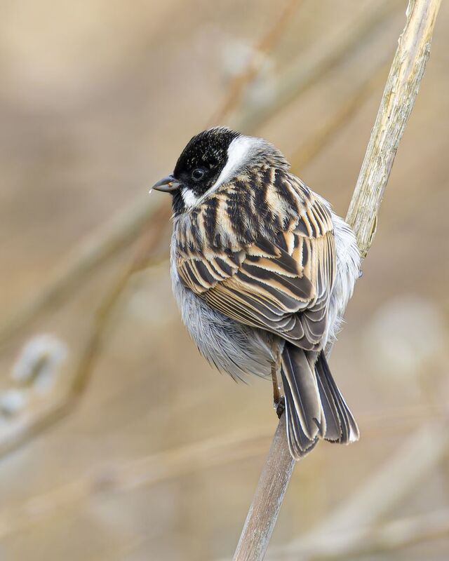 тростниковая овсянка, камышовая овсянка, овсянка Тростниковая овсянкаphoto preview