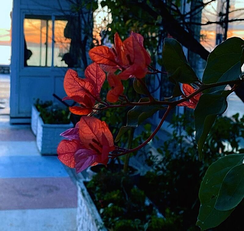 The sun in the flowersphoto preview