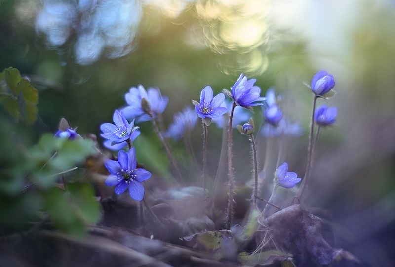 печеночница, весна, цветы Печеночницаphoto preview