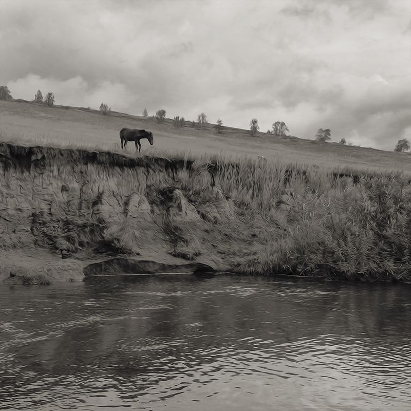 Вороной.photo preview