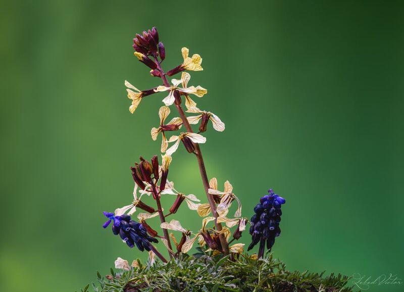 Весенняя огороднаяphoto preview