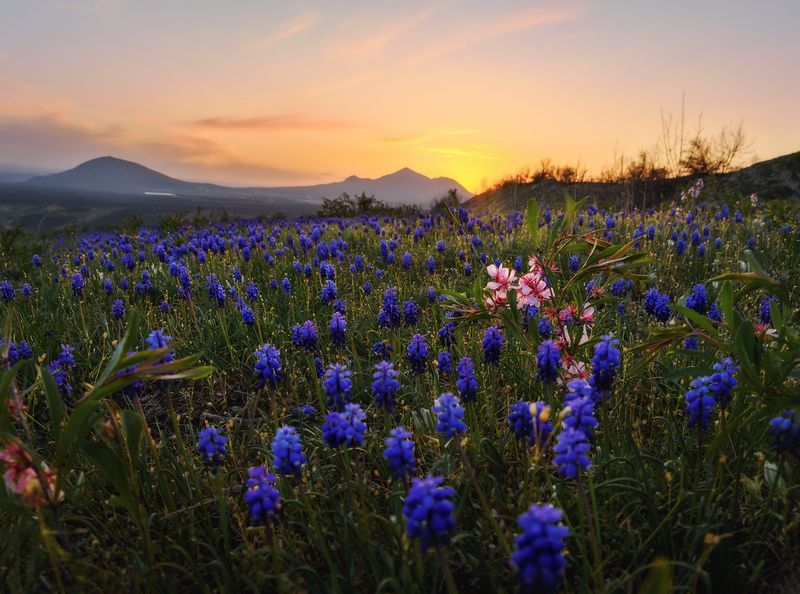 кавказ, кмв, кавказские минеральные воды, горы, весна, бештау, цветение, полевые цветы, закат Весенний фестиваль красокphoto preview
