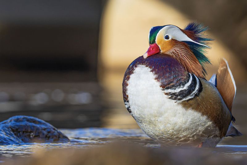 мандаринка, утка Мандаринкаphoto preview