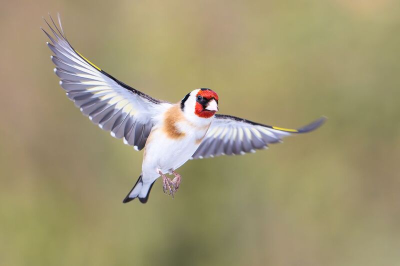 В полете.photo preview