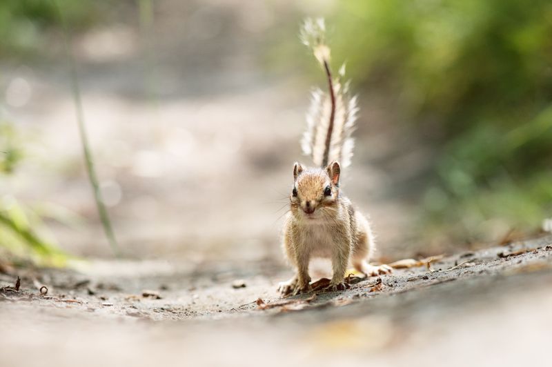 бурундук, красноярск, татышев-парк Кто здесь...photo preview