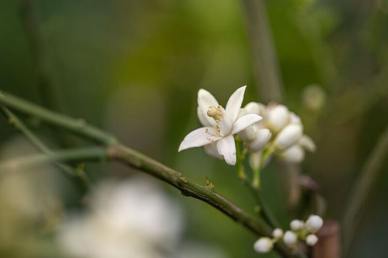 Веснаphoto preview