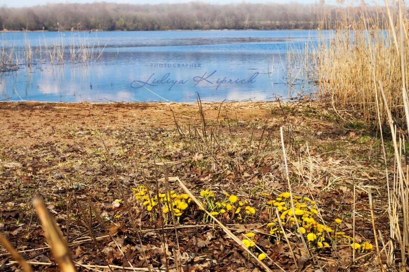 весна, времена года, первоцветы, природа, мать-и-мачеха, апрель апрель, мать-и-мачеха фото превью