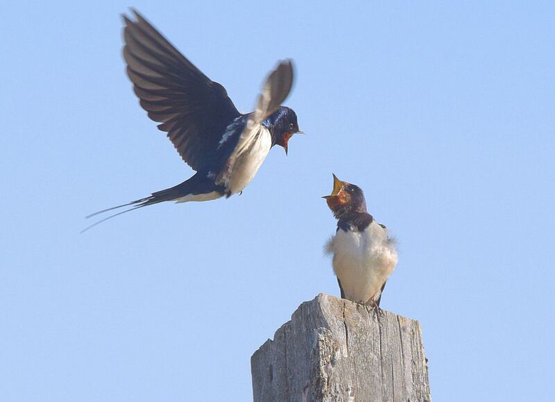 Ласточка деревенскаяphoto preview