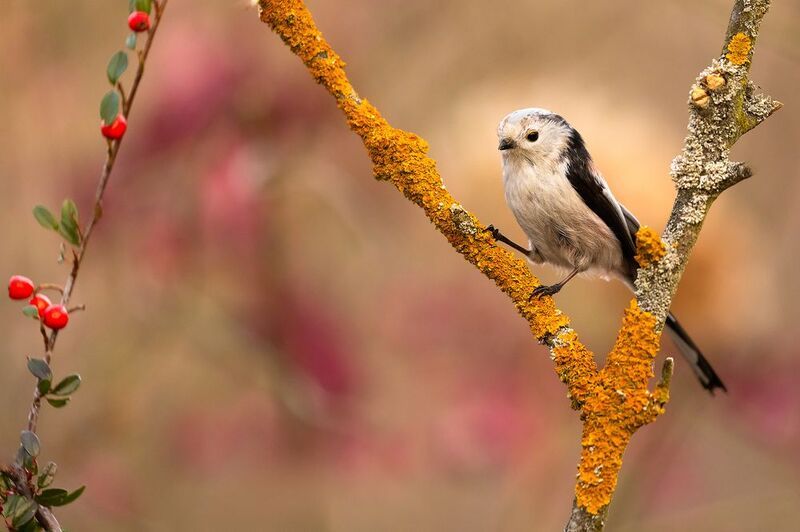 Long-tailed Tiphoto preview