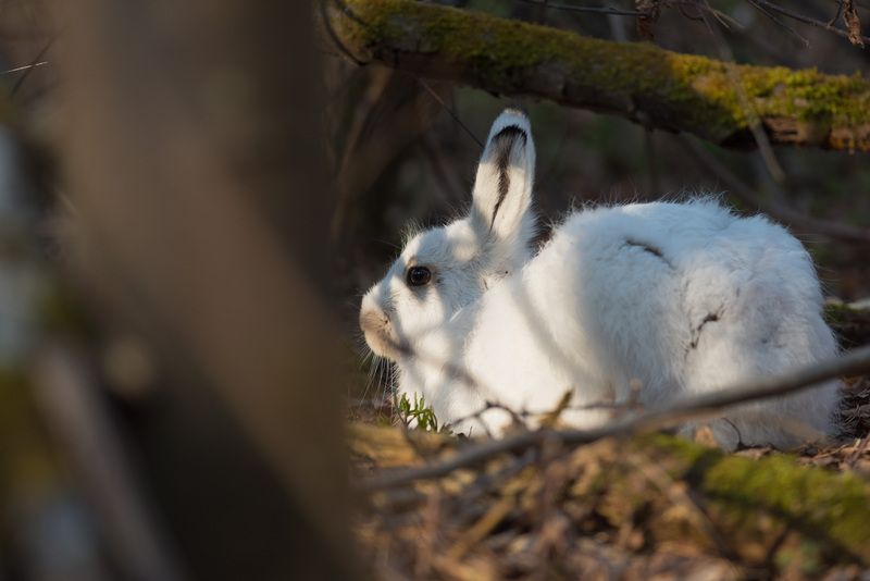 заяц, беляк, лес, природа, новосибирск, весна, фотоохота Заяцphoto preview