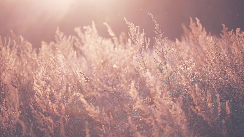 meadow, field, nature, beauty, dry, grass, autumn, evening, sunset, sunlight ***photo preview
