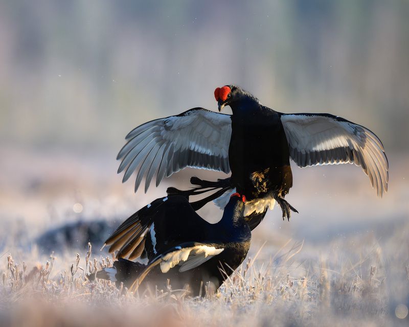 тетерев, ток, токование, птицы, болото, бердинг, бердвотчинг, фотоохота, природа, birdwatching, birding, Black grouse, Courtship display Токование тетеревовphoto preview