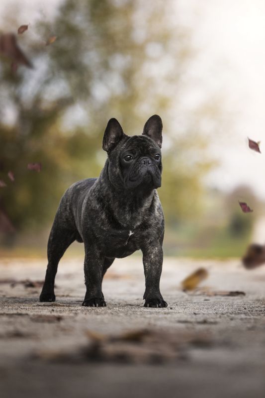 french,bulldogue,dogs,pets,warm,colors,beach,autumn,portrait,fun,love,photography,friendship,leaves,sand,outdoors,portugal,animal Houdini фото превью