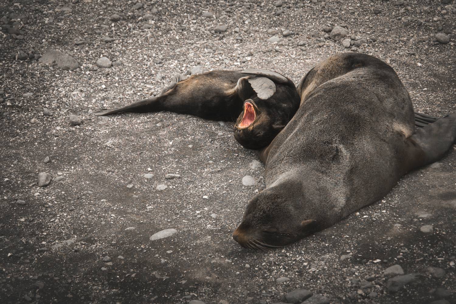 , Денис Туев