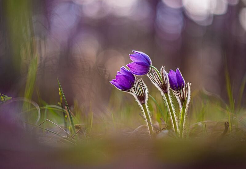 Сон трава... photo preview