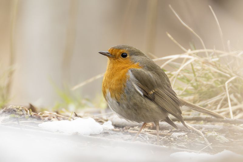 Малиновкаphoto preview