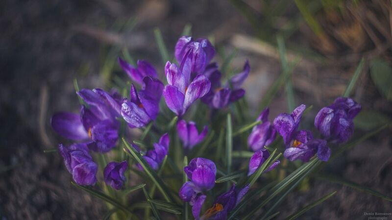природа, весна, цветы, макро, macro, nature, flowers ***photo preview