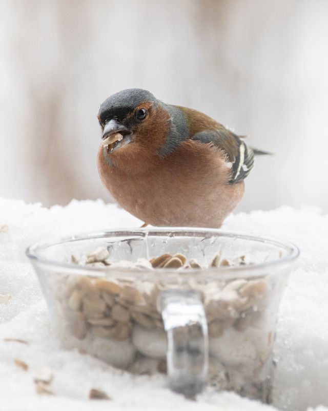 Зяблик Чаша изобилияphoto preview