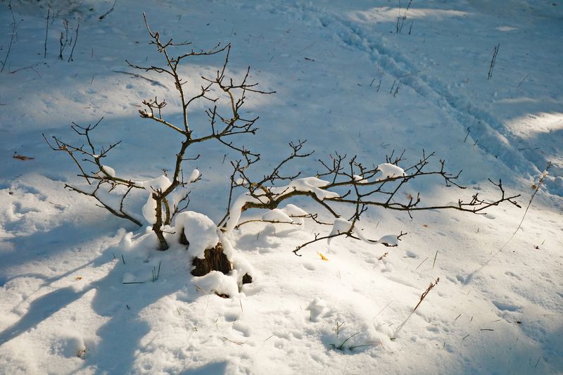лес, апрель, снег, сюрпризы, лучёса, витебск, беларусь Апрельские сюрпризыphoto preview