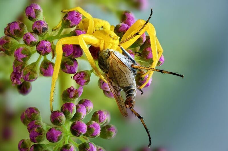 мизумена photo preview