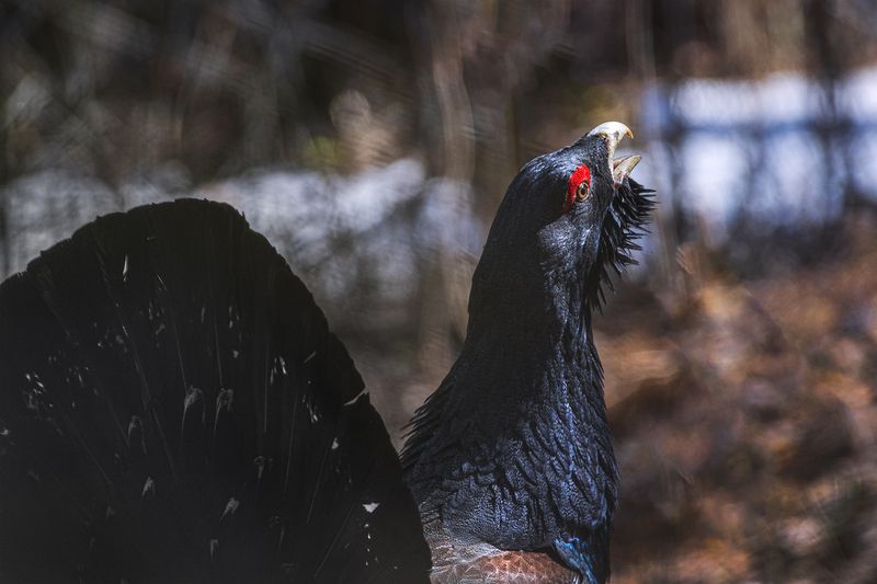 глухарь, красноярские столбы, красноярск Глухарь токующий фото превью