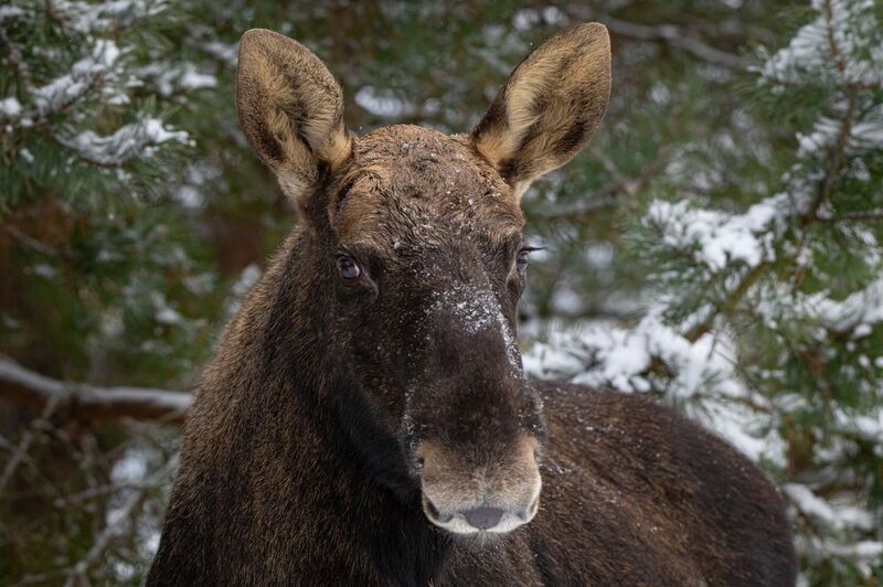 лось, зима, ресницы, портрет Мой любимый лосьphoto preview