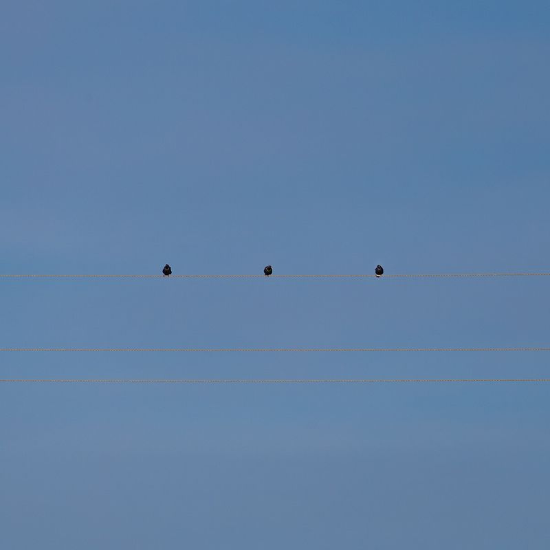 Трио фото превью