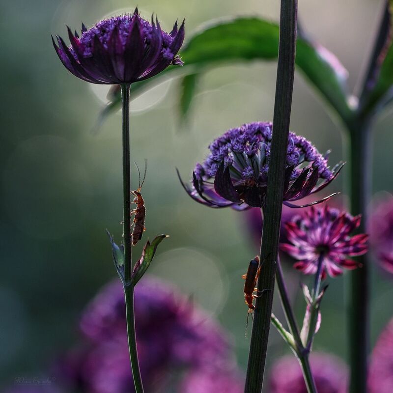 жук-пожарник, макро, macro photo preview