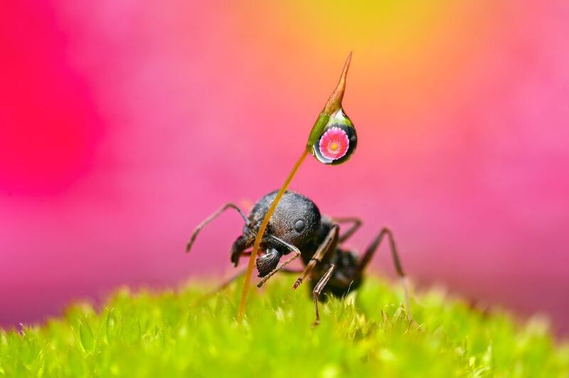 ceclii, macro  фото превью