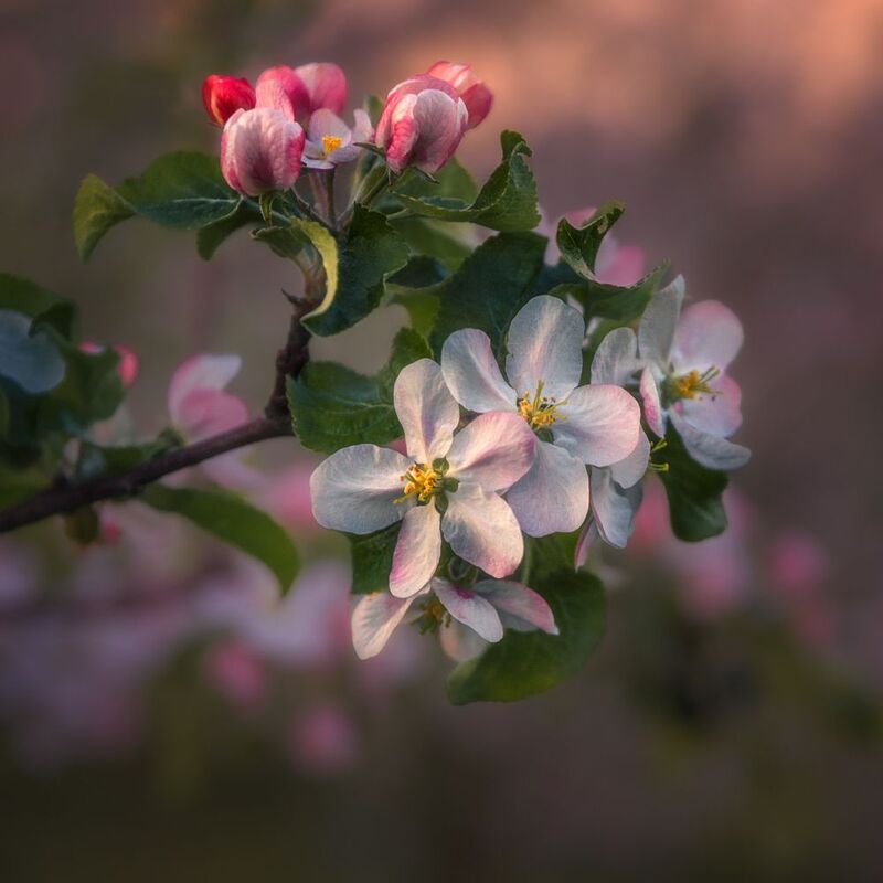 apple blossomsphoto preview