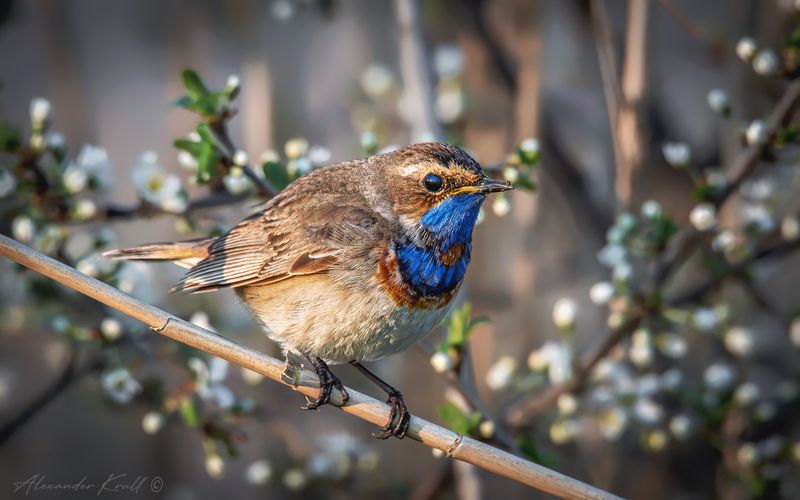 варакушка, luscinia svecica Когда цветет терновникphoto preview