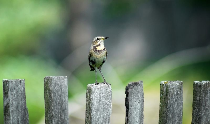 семья варакушек Топ- модели!photo preview