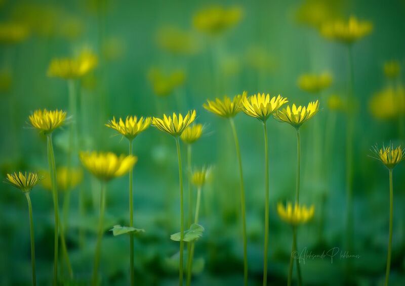 весна ,,Дети солнца,,photo preview