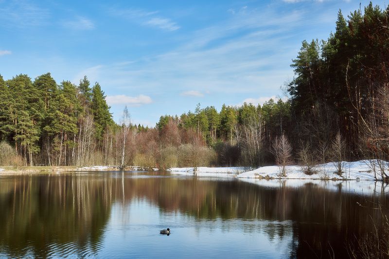 лес, озеро, отражения, весна На лесном озере фото превью