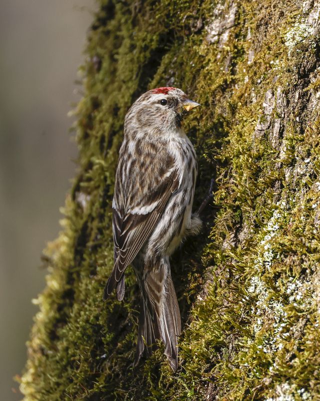 Чечеткаphoto preview