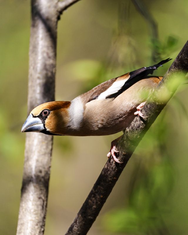 Дубоносphoto preview