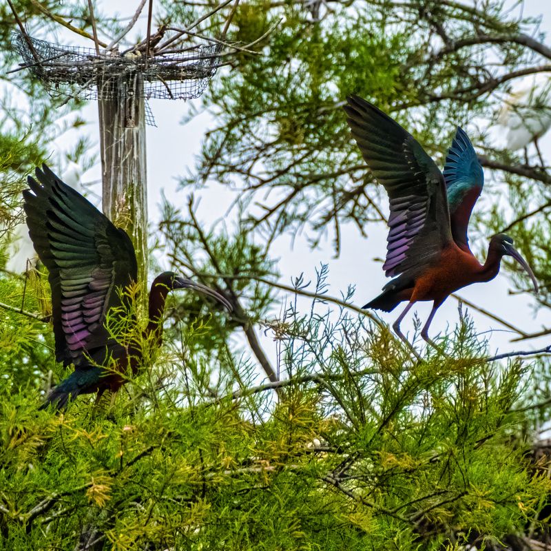 epsilon68 camargue ibis glossyibis Glossy ibisphoto preview